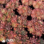 Echeveria Macdougallii Clustering - Image 2