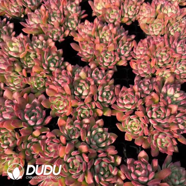 Echeveria Macdougallii Clustering - Image 2