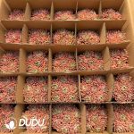 Echeveria Marcus Clustering - Image 2