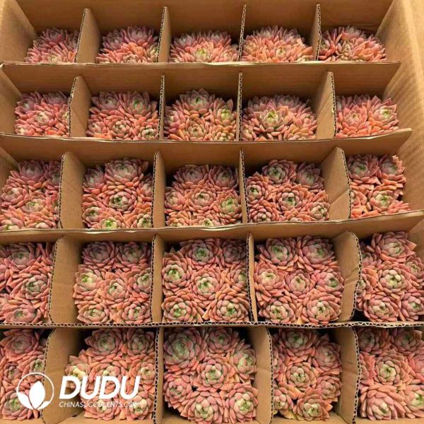 Echeveria Marcus Clustering - Image 2