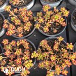 Sedum Supia - Image 2