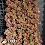 Echeveria Marcus Clustering - Image 2