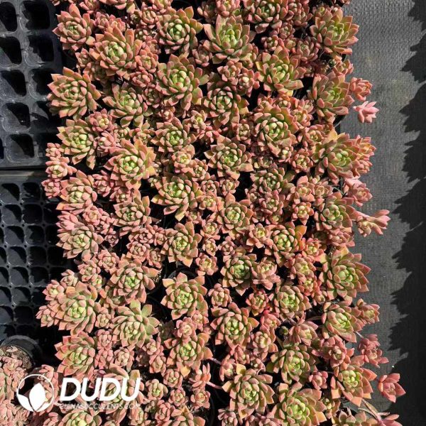 Echeveria Marcus Clustering - Image 2