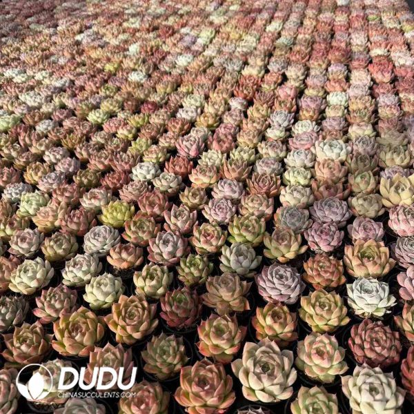 Echeveria Hybridization - Image 2