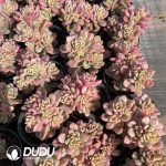 Sedum Tulloch Variegated Clustering - Image 2