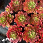 Echeveria Letizia - Image 2