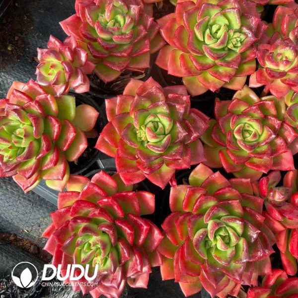 Echeveria Letizia - Image 2