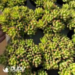 Sedum Lemon Fingers Clustering - Image 2