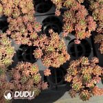 Echeveria Marcus Clustering - Image 2