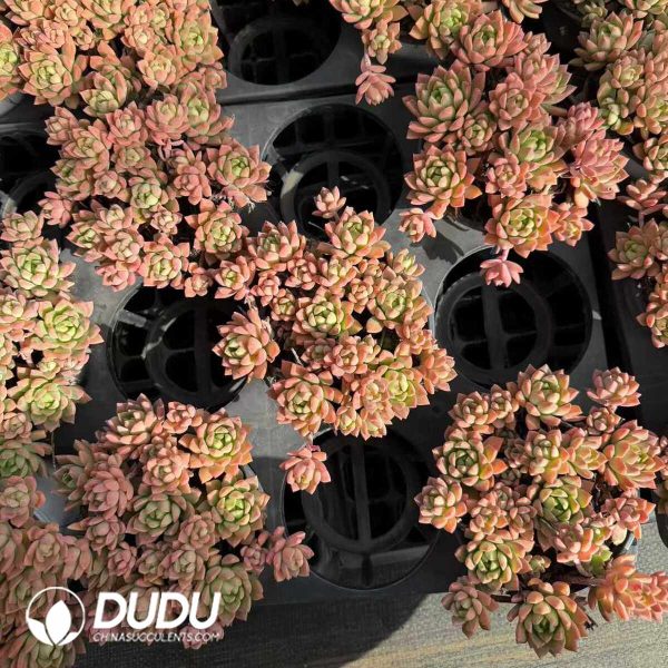 Echeveria Marcus Clustering - Image 2