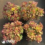 Echeveria Mini Belle Clustering - Image 2