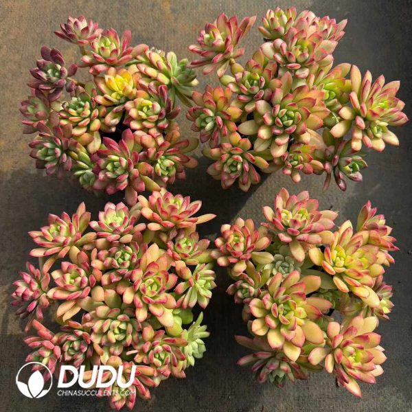 Echeveria Mini Belle Clustering - Image 2