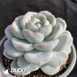 Echeveria Ice Green - Image 2