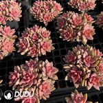 Sedum Adolpii Clustering - Image 2