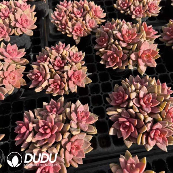 Sedum Adolpii Clustering - Image 2