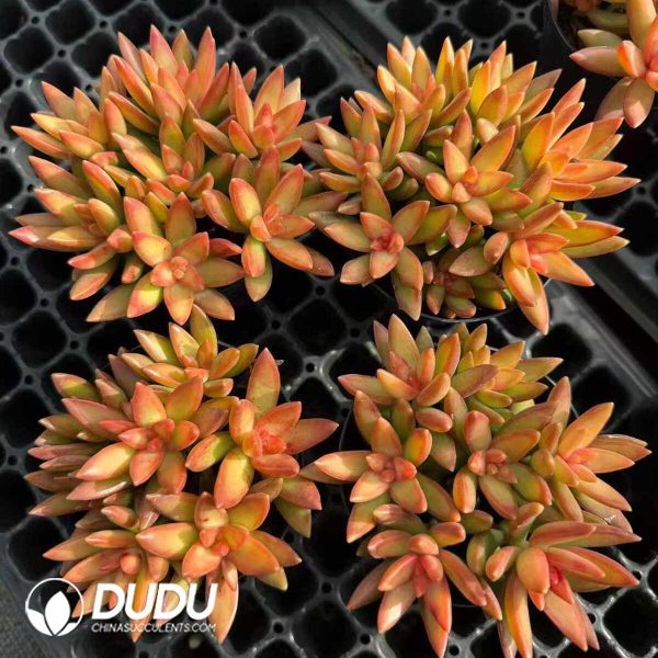 Sedum Adolphii Firestorm Clustering - Image 2
