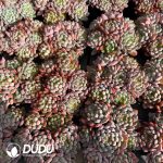 Echeveria Blue Elf Clustering - Image 2