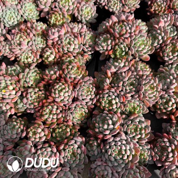 Echeveria Blue Elf Clustering - Image 2