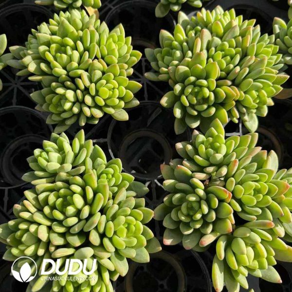 Sedum Alice Evans Clustering - Image 2