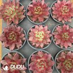 Echeveria Roca - Image 2