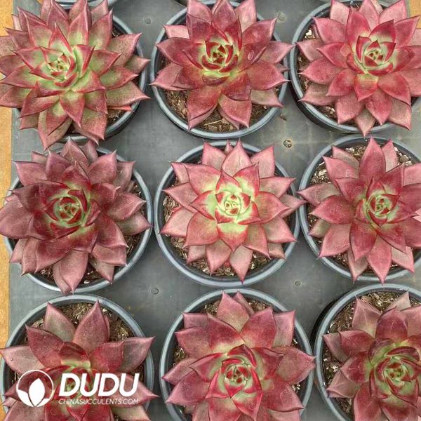 Echeveria Roca - Image 2