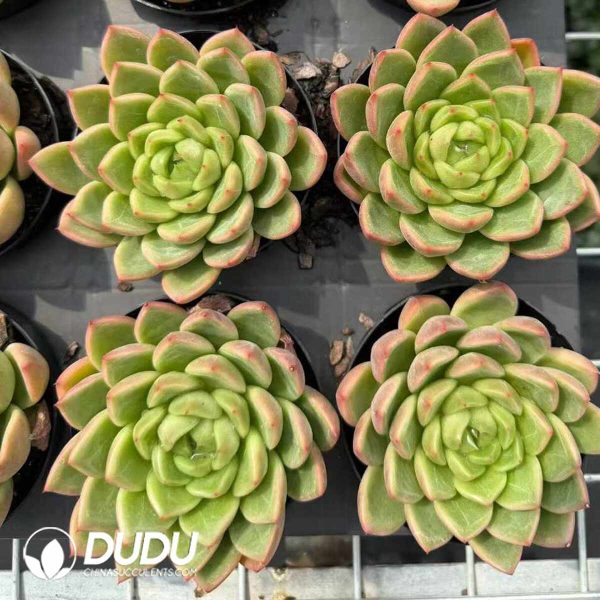 Echeveria Diamond Jenny - Image 2