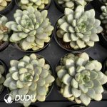 Echeveria Grapes - Image 2