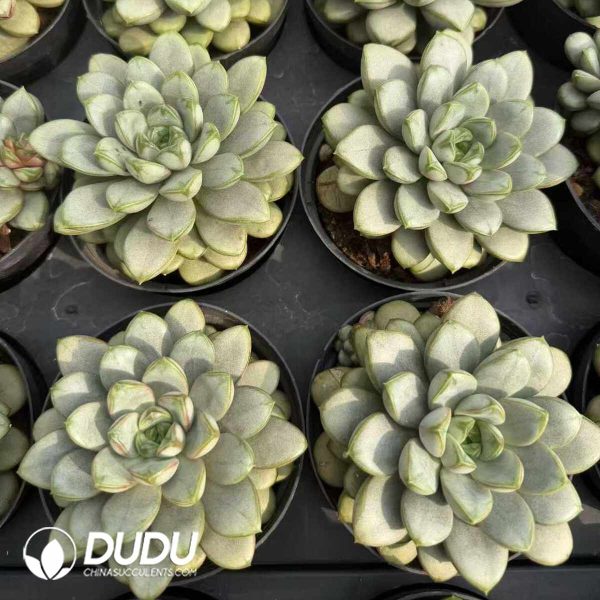 Echeveria Grapes - Image 2