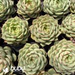 Echeveria Ben Badis - Image 2