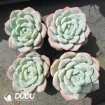 Echeveria Deep Dream - Image 2