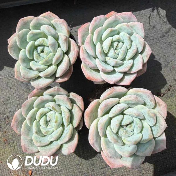 Echeveria Deep Dream - Image 2