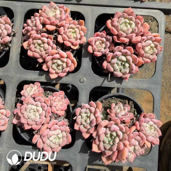 Echeveria Cute Bubble Clustering - Image 2