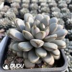 Echeveria Grape - Image 2