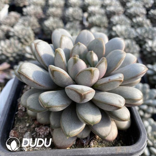 Echeveria Grape - Image 2