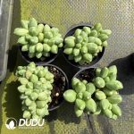 Pachyphytum Compactum Clustering - Image 2
