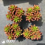 Sedum rubrotinctum Aurora Clustering - Image 2
