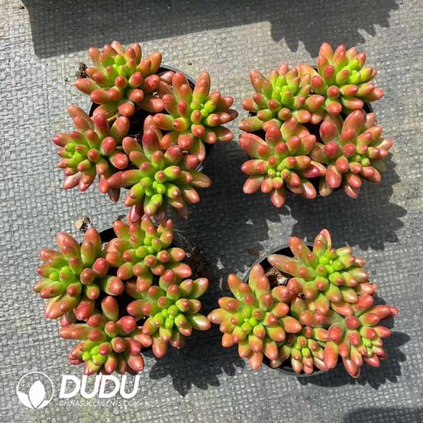 Sedum rubrotinctum Aurora Clustering - Image 2