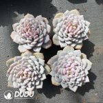 Echeveria Star Orange - Image 2