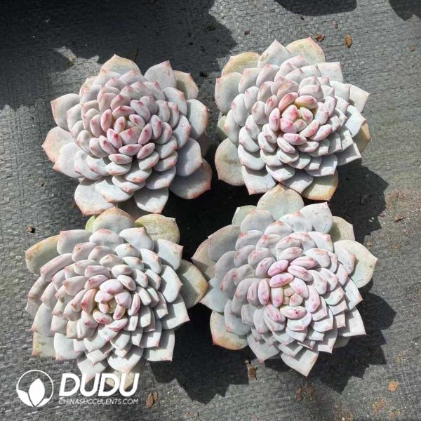 Echeveria Star Orange - Image 2