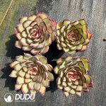 Echeveria Meat Sauce Rose - Image 2