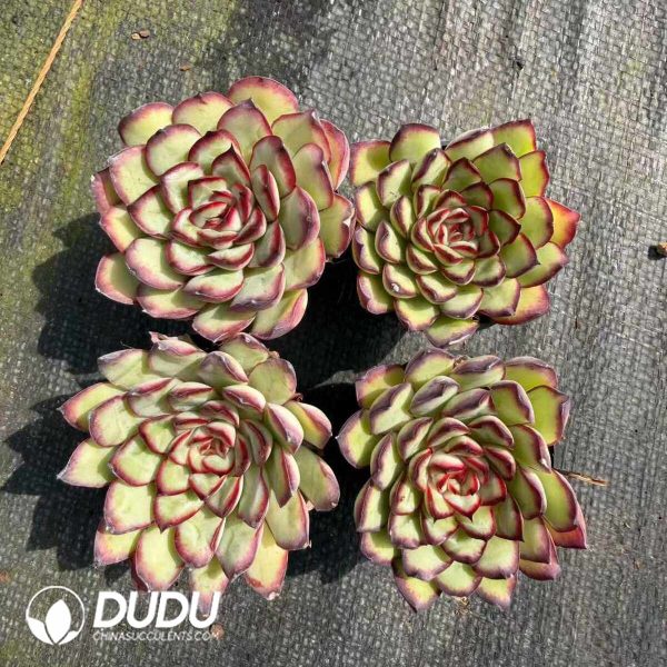 Echeveria Meat Sauce Rose - Image 2