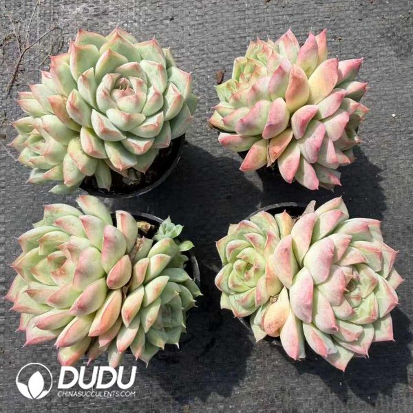 Echeveria Peach Queen Double Head - Image 2