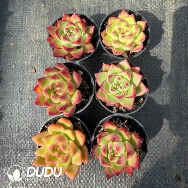 Echeveria Dream Queen - Image 2