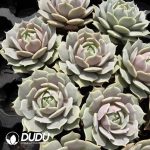 Echeveria Lola - Image 2