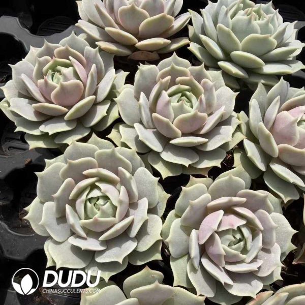 Echeveria Lola - Image 2