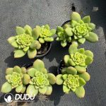 Echeveria Apple blossom Double Head - Image 2