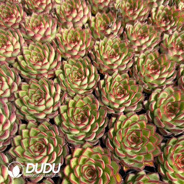 Echeveria Firefly - Image 2