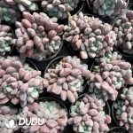 Echeveria subcorymbosa Lau 030 Clustering - Image 2