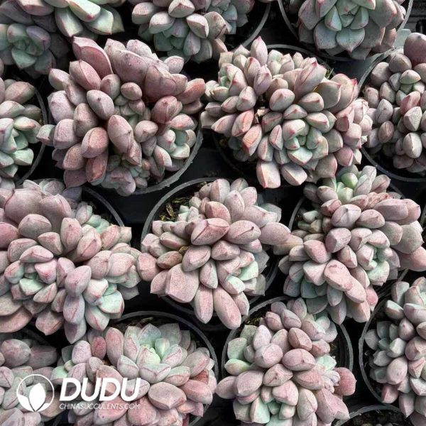 Echeveria subcorymbosa Lau 030 Clustering - Image 2