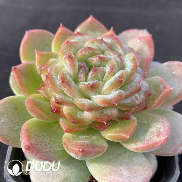 Echeveria Green Diamond - Image 2